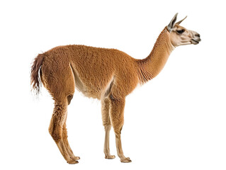llama png side view cutout isolated on white and transparent background