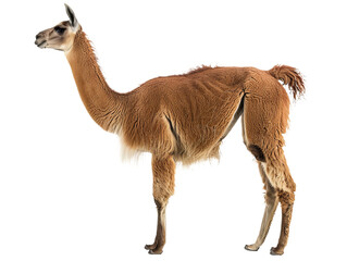 standing llama png side view cutout isolated on white and transparent background