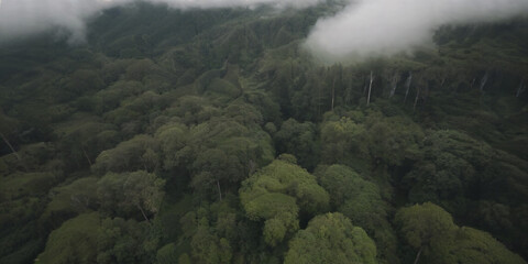 Top view of forest with clouds gloomy and dark atmosphere. Sustainability concept.