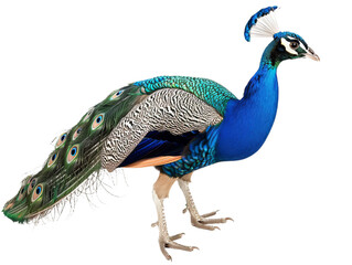 Fototapeta premium standing peacock png side view cutout isolated on white and transparent background
