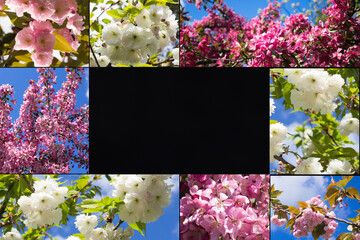 Collage of cherry blossom. Copy space. Spring background.