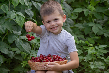 a little boy eats a cherry on the background of the garden. Selective focus