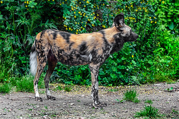 Fototapete bei efototapeten.de bestellen   
