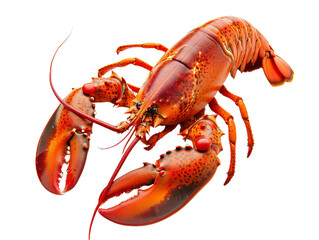 red lobster png cutout isolated on white and transparent background