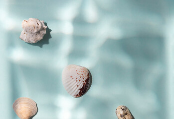 Different kinds of seashells on the blue background top view. Copy space