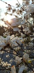 real spring flower photo blossoming magnolia
Prawdziwe zdjęcie wiosenne kwiaty kwitnąca magnolia - obrazy, fototapety, plakaty