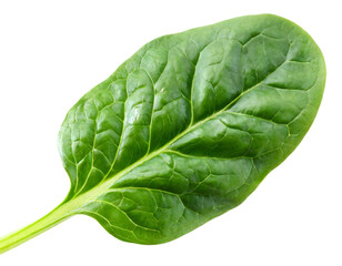Obraz premium Spinatblatt isoliert auf weißen Hintergrund, Freisteller 