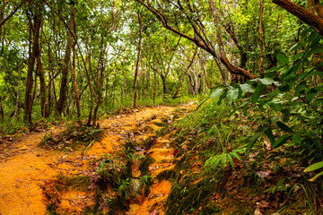 Tropical jungle forest hiking trails nature mountain Chiang Mai Thailand.