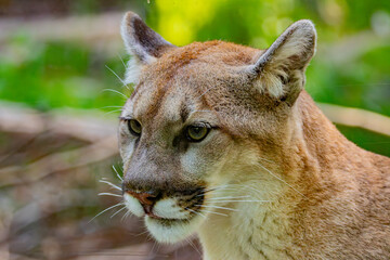 portrait of a lion