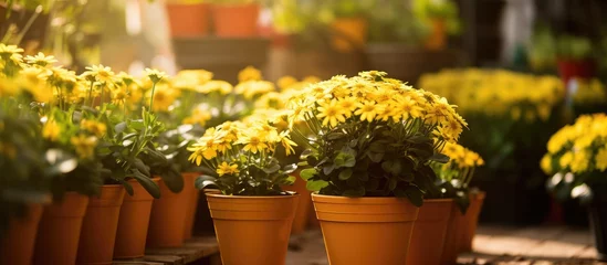 Fototapeten There are several houseplants in flowerpots with yellow petals, including shrubs and groundcovers, adding a touch of color to the room © TheWaterMeloonProjec