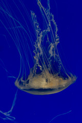 jellyfish