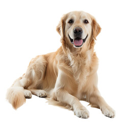 Golden retriever dog, isolated on white background