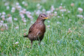 common or eurasian blackbird, Turdus merula, hopping and foraging in the grass of a middle european backyard.