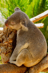 koala in a tree