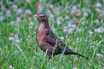 common or eurasian blackbird, Turdus merula, hopping and foraging in the grass of a middle european backyard.