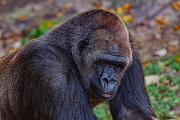 gorilla