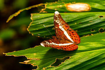 Tropical brown orange blue butterflies butterfly insect Chiang Mai Thailand.