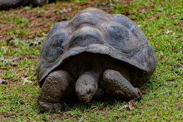 turtle on the grass