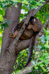 lemurs in a tree