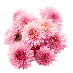 Pink chrysanthemum flowers isolated on white background