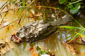 alligator