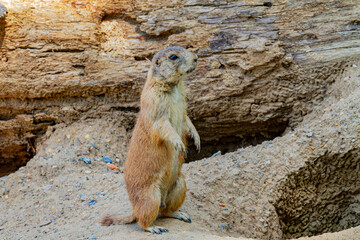 meerkat