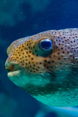 Puffer Fish