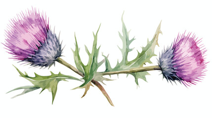 Thistle Watercolor Flat vector isolated on white back