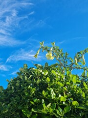 Cielo azul