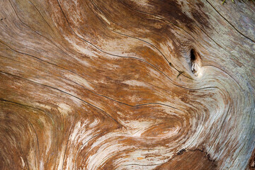 The wood grain of a tree trunk resembles a flowing liquid, its lines and shapes create an illusion...