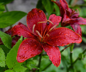 Lys rouge avec rosée