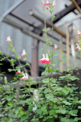 Graham's sage in Japan