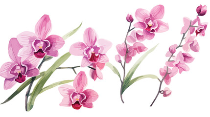 Watercolor Orchid Flat vector isolated on white 