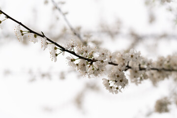 Cherry white blossom, spring bloom, background 