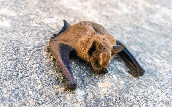 Dead bat on the ground in Puerto Escondido Mexico.