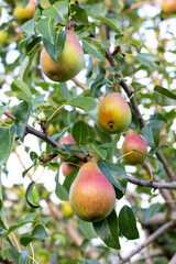 Ripe big pears on a tree in the garden in sunny weather