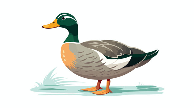 Wild Duck I Flat vector isolated on white background