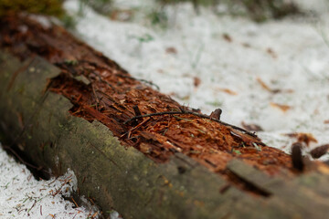 Fallen tree in a spring forest covered in moss and chewed by animals.