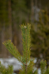 A spruce top in spring day in a nordic forest.