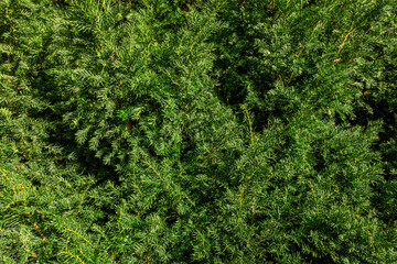 close up of green needle bush