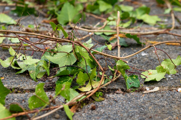 bunch of ivy leaves are scattered on the ground