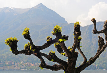 Very old gnarled grapevine with Lake Como and mountains in the back on a clouded spring day. Selective focus