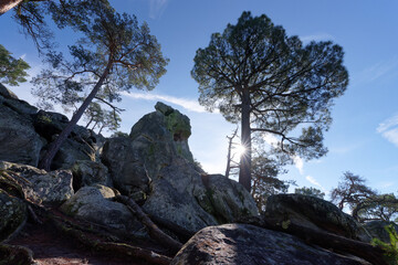 Boulders off the Dame Jouanne rock in The massif of Fontainebleau	 - 766481047
