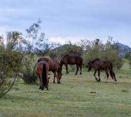 The Salt River Wild Horses enjoying a plentiful Spring. 