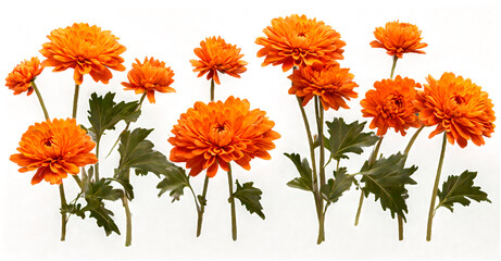 row of orange chrysanthemum flowers , png file of isolated cutout object on transparent background2