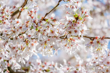 Blossoming Tree in Spring. Spring time in nature