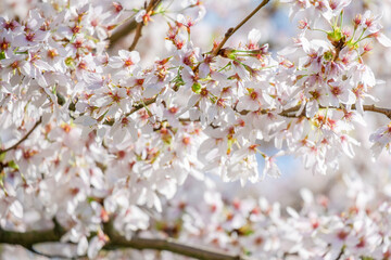 Blossoming Tree in Spring. Spring time in nature