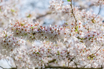 Blossoming Tree in Spring. Spring time in nature