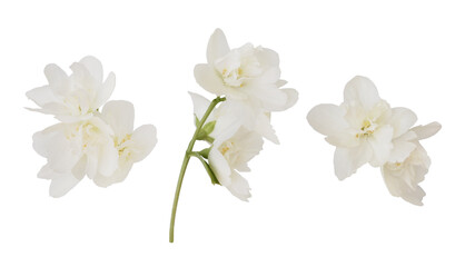 Set of jasmine flowers and leaves isolated on white or transparent background