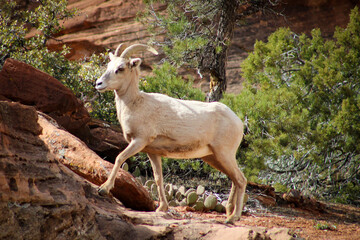 Zion National Park Bighorn Sheep